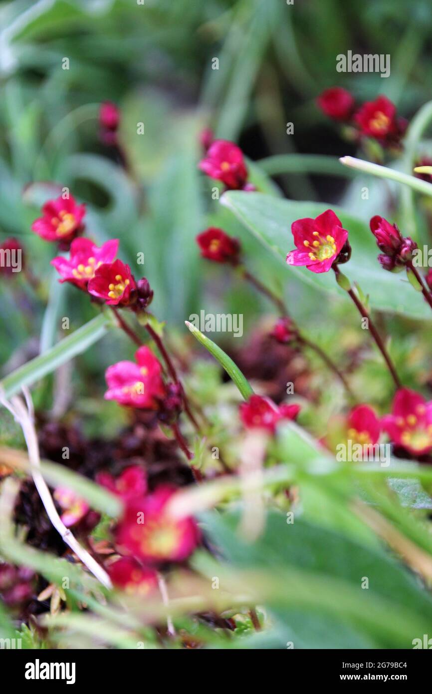 Moossaxifrage mit violetten Blüten in einem Blumenbeet im Frühjahr, Deutschland, Bayern, Oberbayern Stockfoto