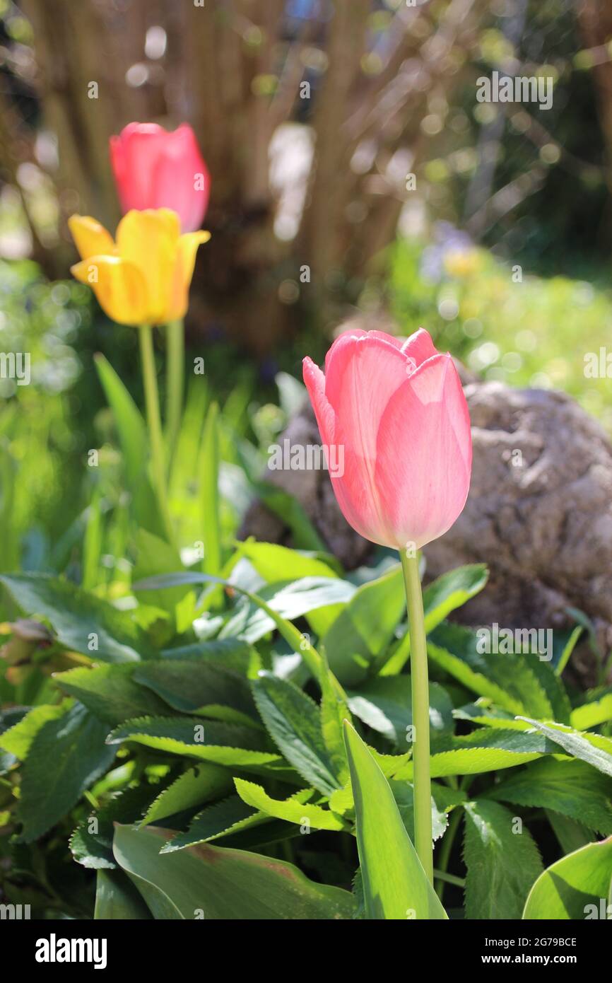 Tulpen im Bett leuchten gegen die Sonne, Frühling, Deutschland, Bayern, Oberbayern, Mittenwald Stockfoto