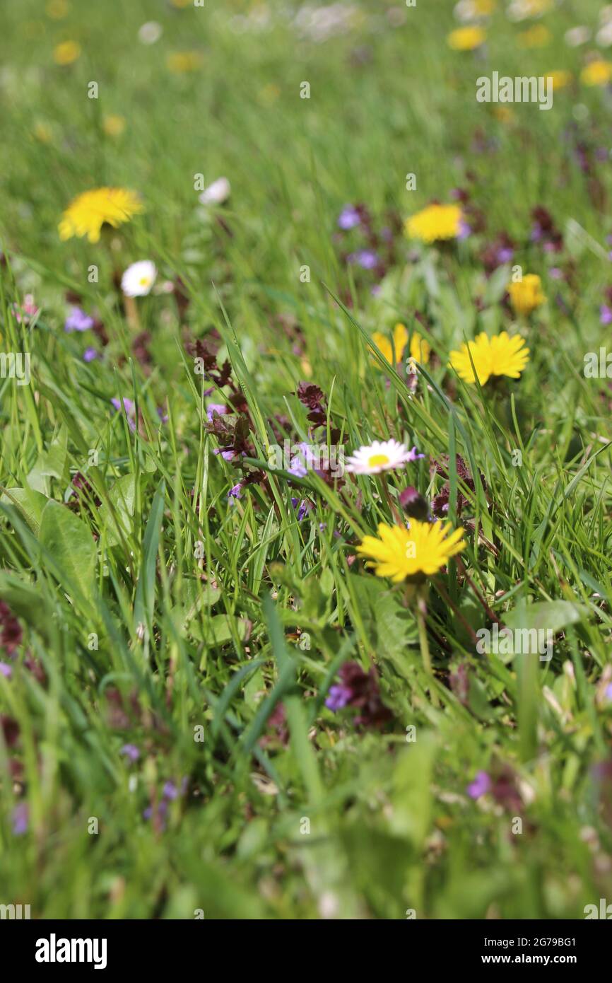 Bunte Frühlingswiese, Blumenwiese mit Gänseblümchen (Bellis perennis) und gemeinen Löwinsen (Taraxacum sect.Ruderalia, Deutschland, Bayern, Oberbayern, Werdenfels, Mittenwald Stockfoto