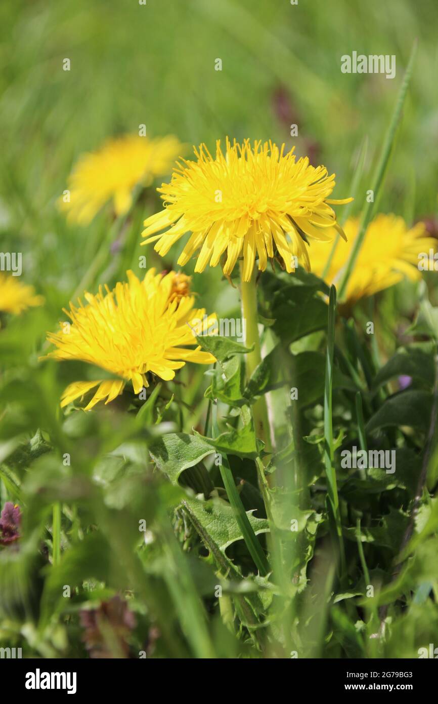Löchenkerz (Taraxacum sect. Ruderalia), blühend, in Frühlingswiese, Deutschland, Bayern, Oberbayern, Werdenfels, Mittenwald Stockfoto