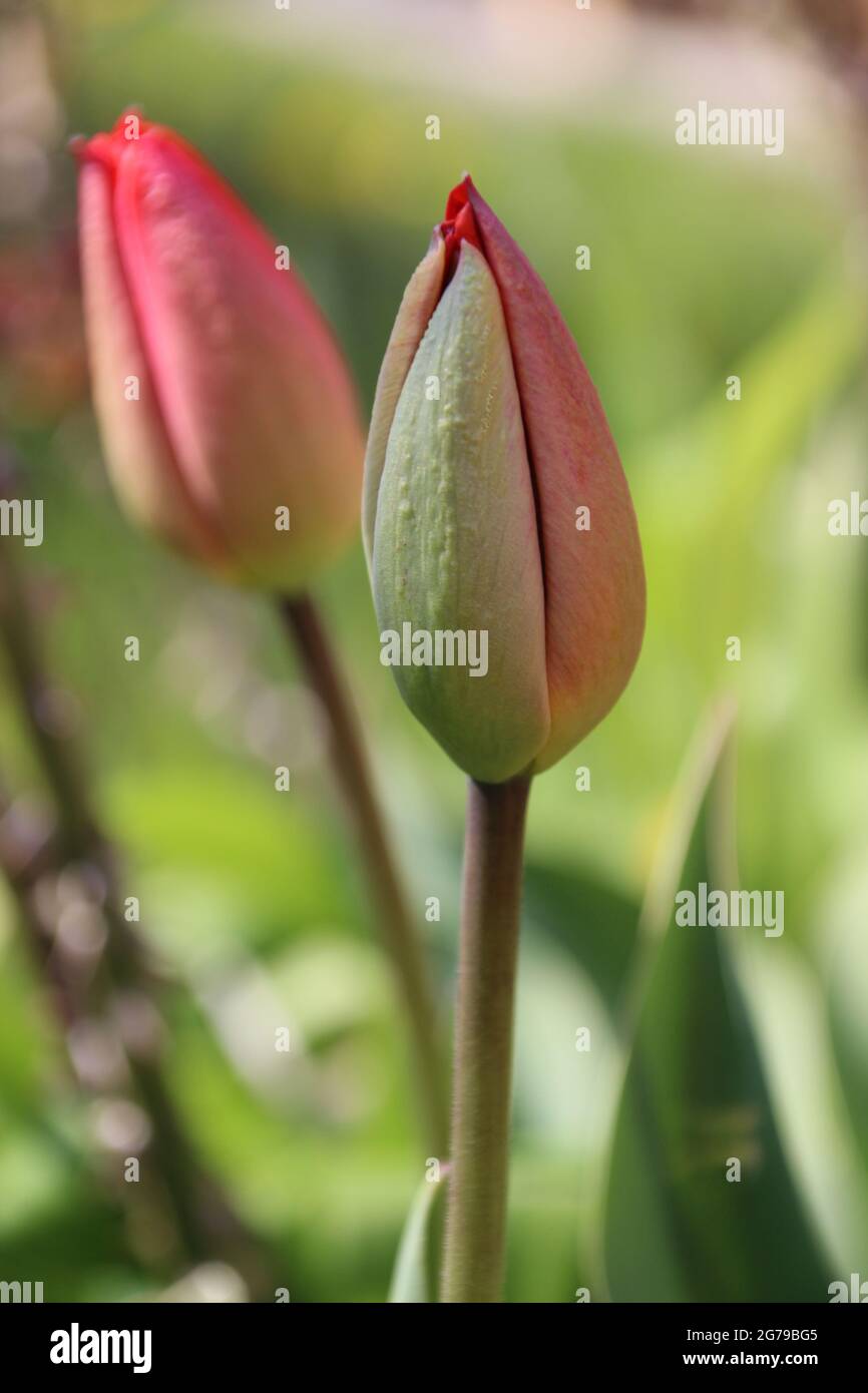 Zwei Tulpen kurz vor den Tulpenkalyxen öffnen sich zur Blüte. Deutschland, Bayern, Oberbayern, Mittenwald Stockfoto