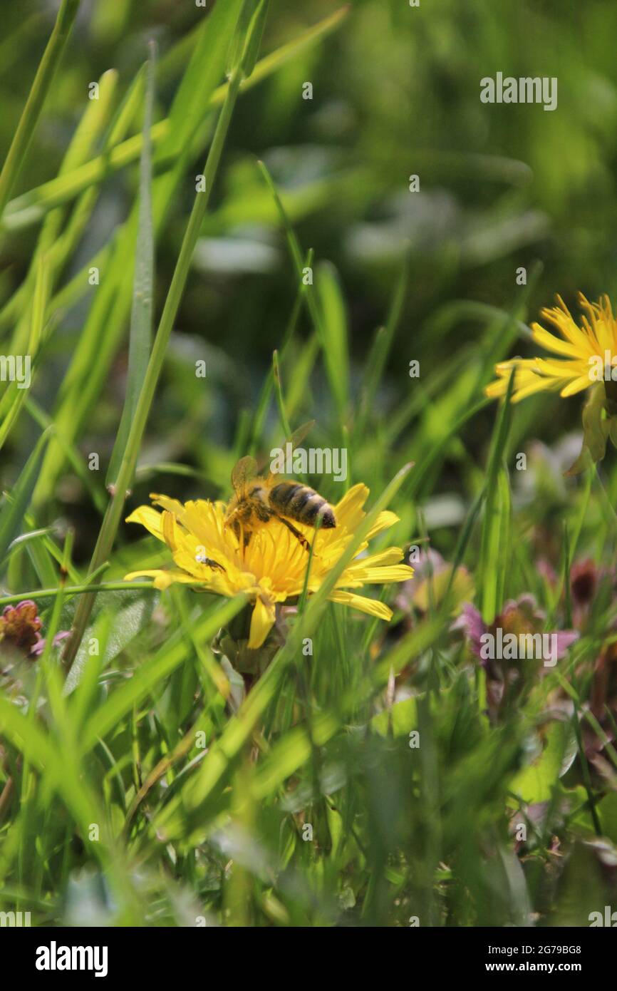 Wilde Biene auf dem Dandelion Stockfoto
