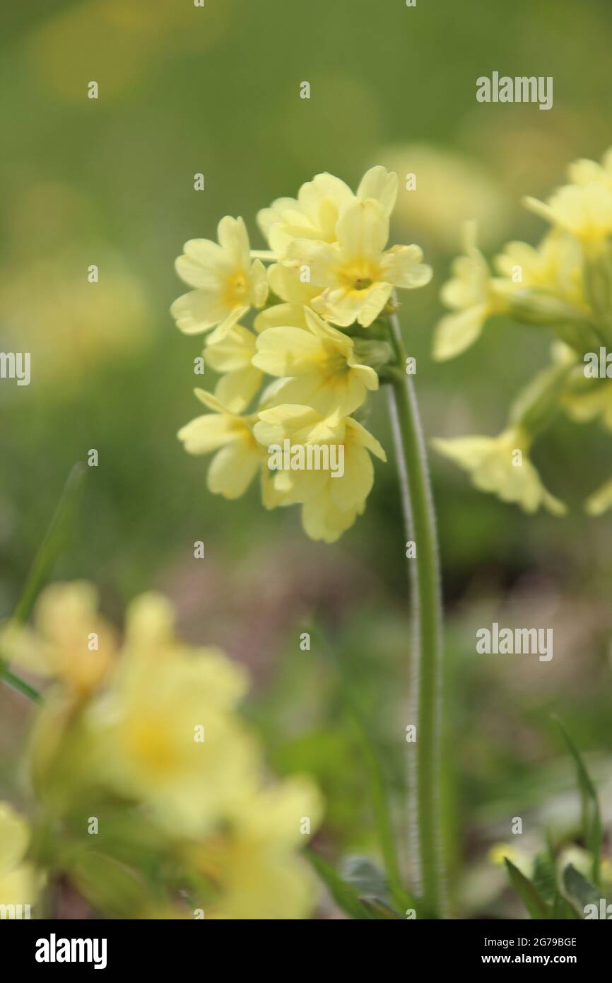 Echter Kautschmuffler (Primula veris), Frühblüher, Deutschland, Bayern, Oberbayern, Mittenwald, Stockfoto