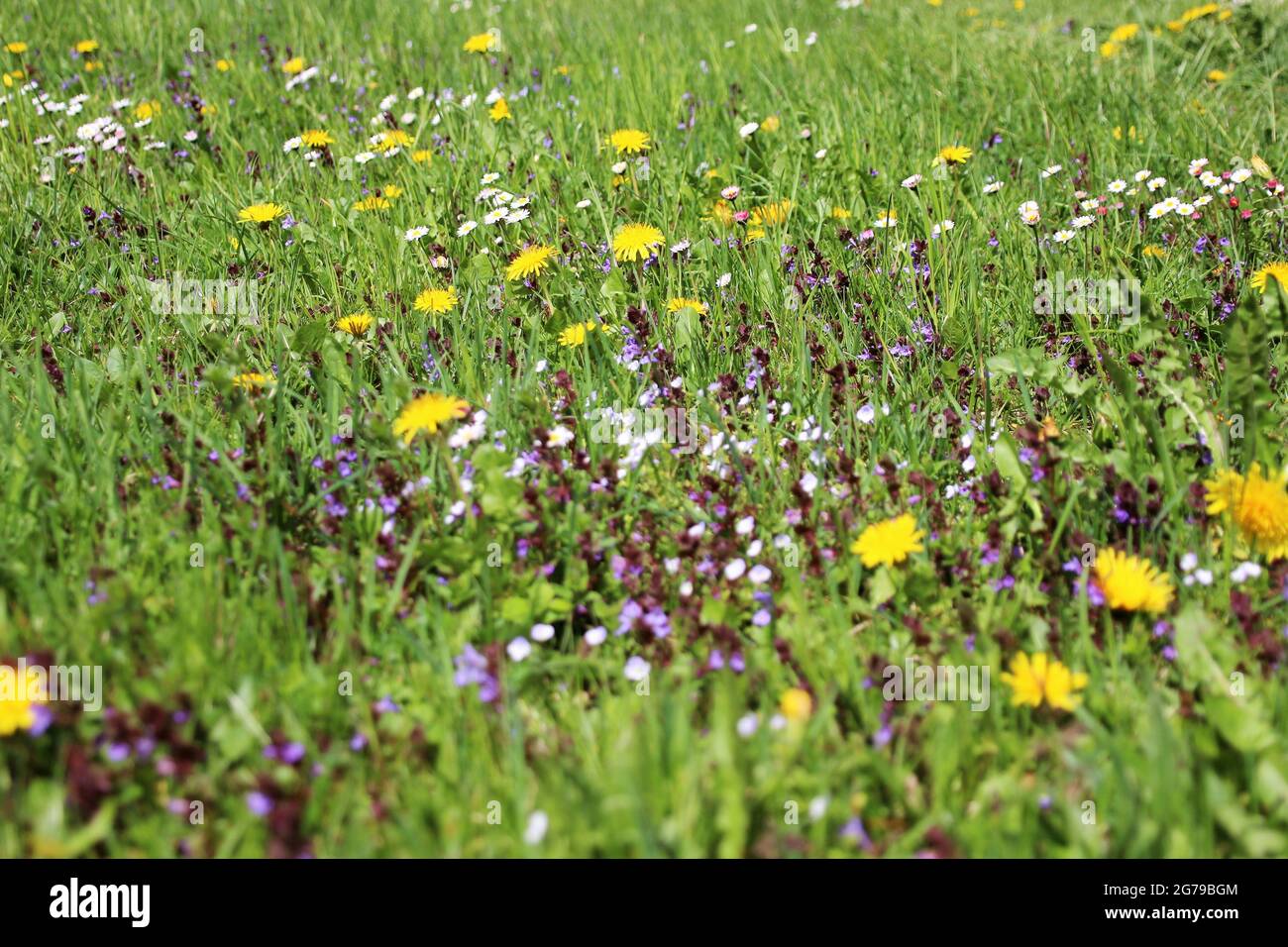 Bunte Frühlingswiese, Blumenwiese mit Gänseblümchen (Bellis perennis) und gemeinen Löwinsen (Taraxacum sect.Ruderalia, Deutschland, Bayern, Oberbayern, Werdenfels, Mittenwald Stockfoto