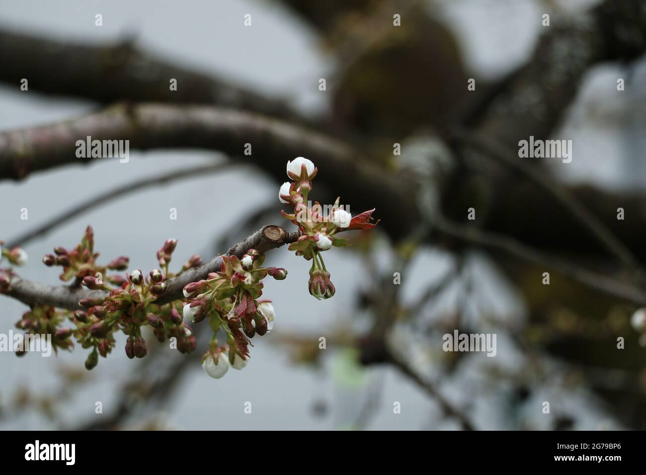 Kirschbaumserie, von der Knospe bis zur gefrorenen Kirschblüte. Stockfoto
