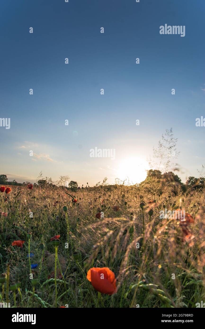 Sonnenuntergang über einem Mohnfeld, Wilblumenwiese, Wildblumen, Mohnblumen, Schönberg, Deutschland Stockfoto