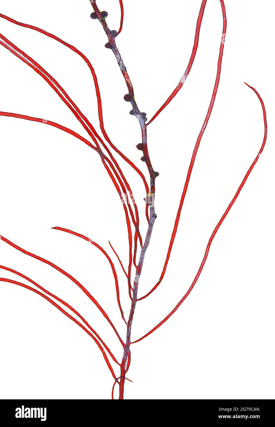 Gracilariopsis longissima (SG Gmelin) M. Steentoft, LM Irvine & WF Farnham, Rotalge (Florideophyceae) Stockfoto