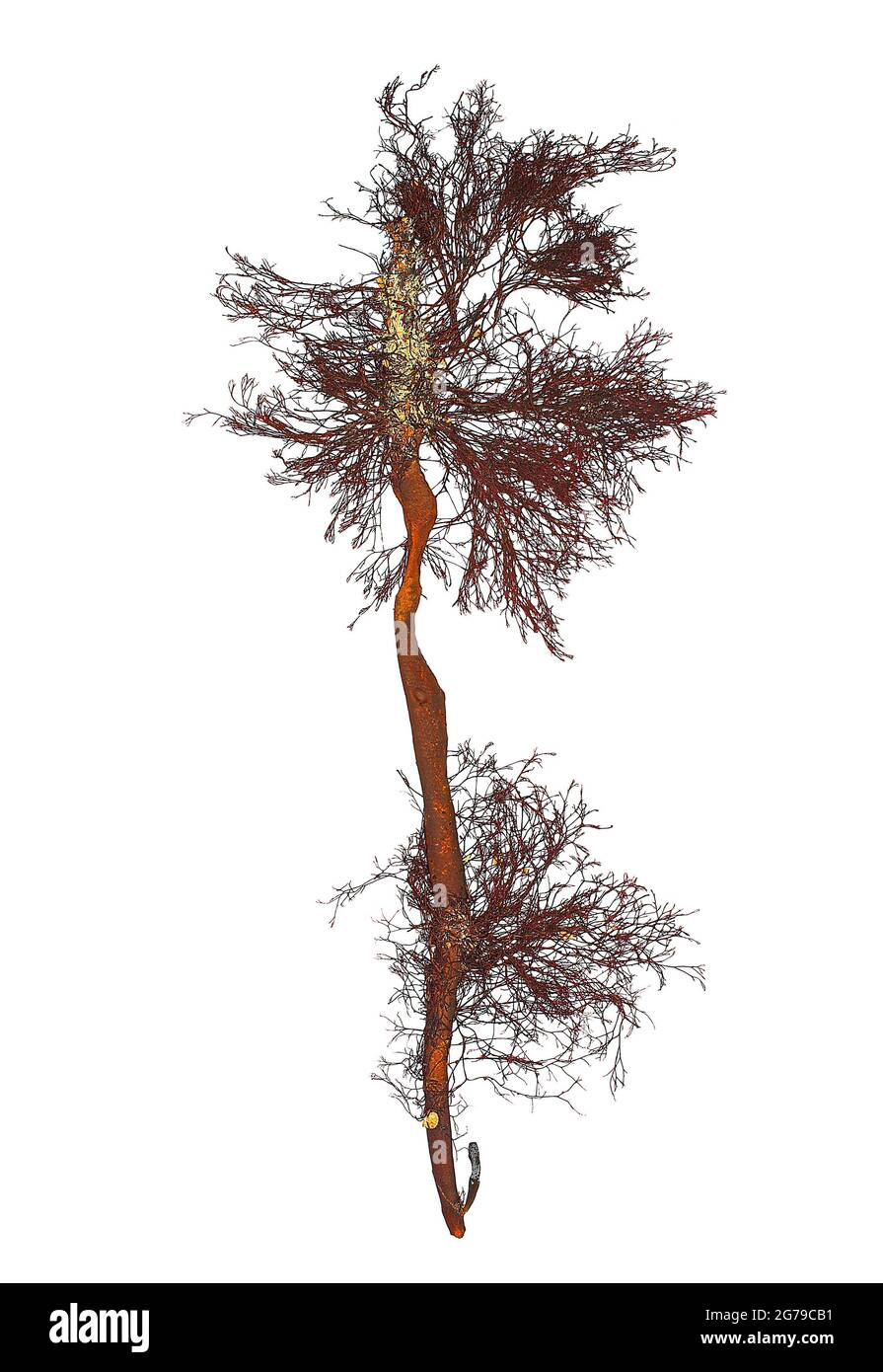 Vertebrata lanosa (Linnaeus) TAChristensen, Rotalge (Florideophyceae) Stockfoto