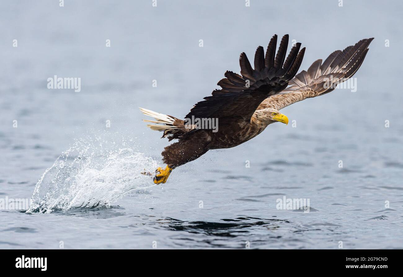 Seeadler mit weißem Schwanz, der Fische fängt Stockfoto