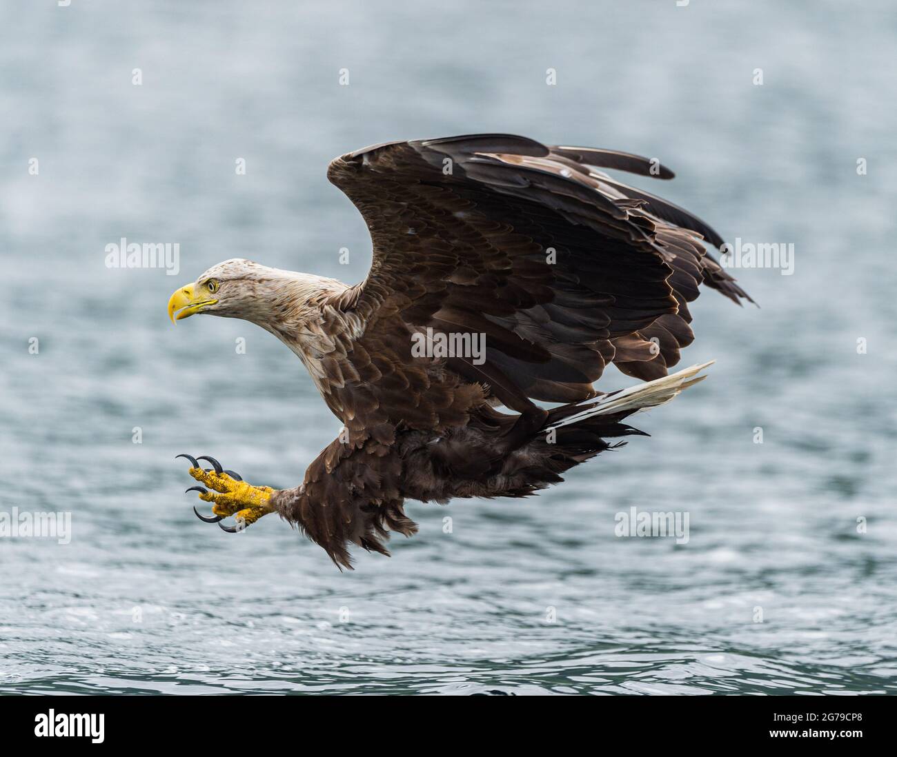 Seeadler mit weißem Schwanz, der Fische fängt Stockfoto