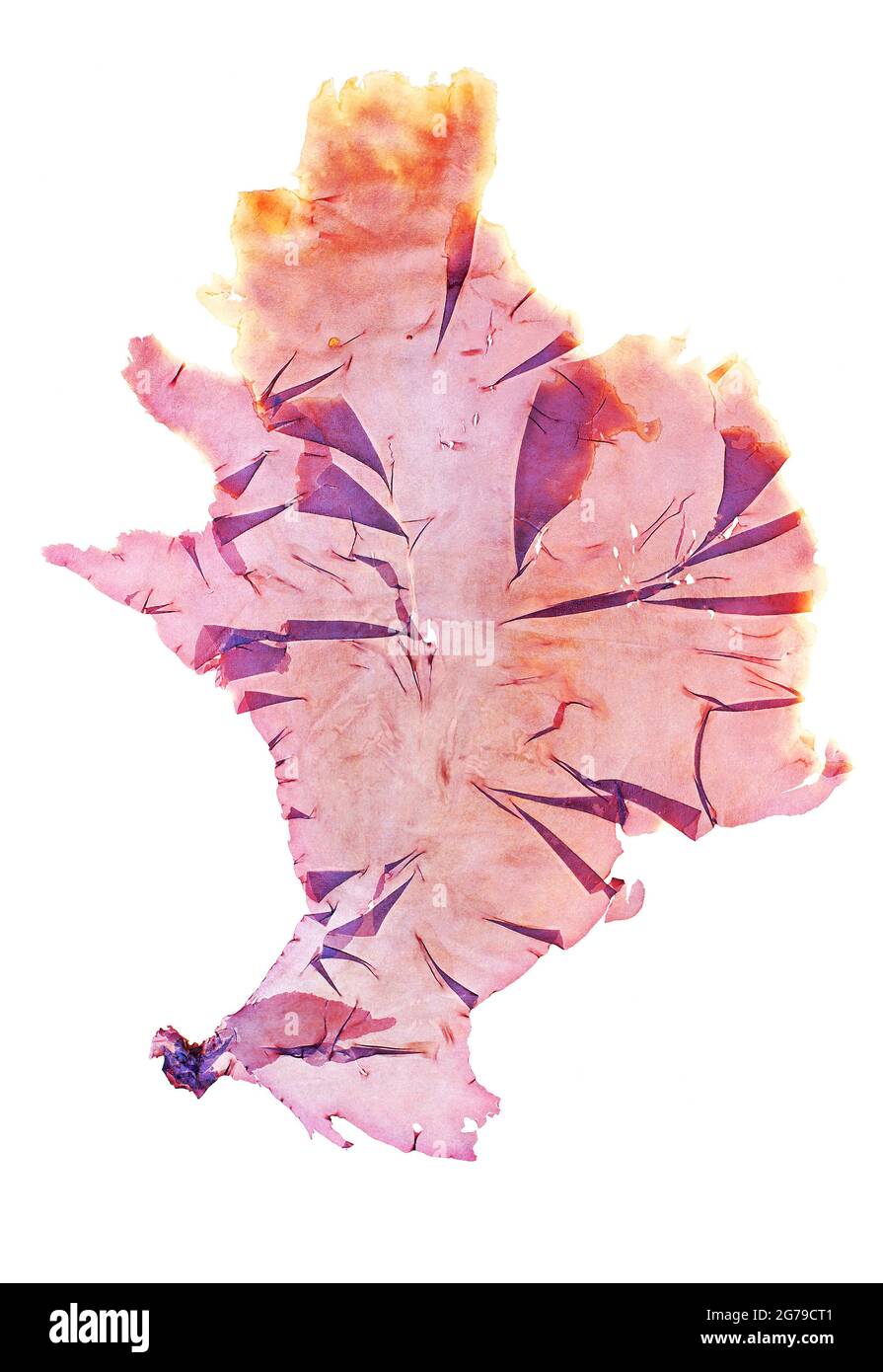 Porphyra linearis Greville, Rotalge (Bangiophyceae) Stockfoto