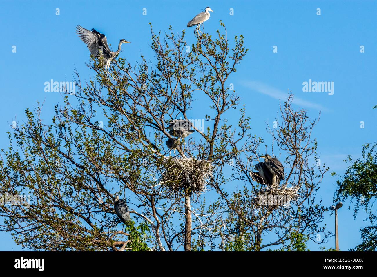 Wien, Nistplatz Kolonie Graureiher (Ardea cinerea), Park Wasserpark in 21. Floridsdorf, Wien, Österreich Stockfoto