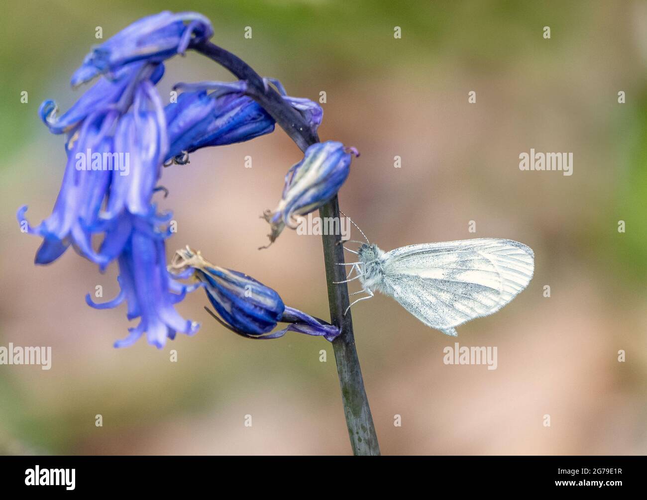 Der holzweisse Schmetterling Leptidea sinapsis der Frühlingsbrüte in Ruhe auf Bluebell in Haugh Woods in Herefordshire, Großbritannien Stockfoto