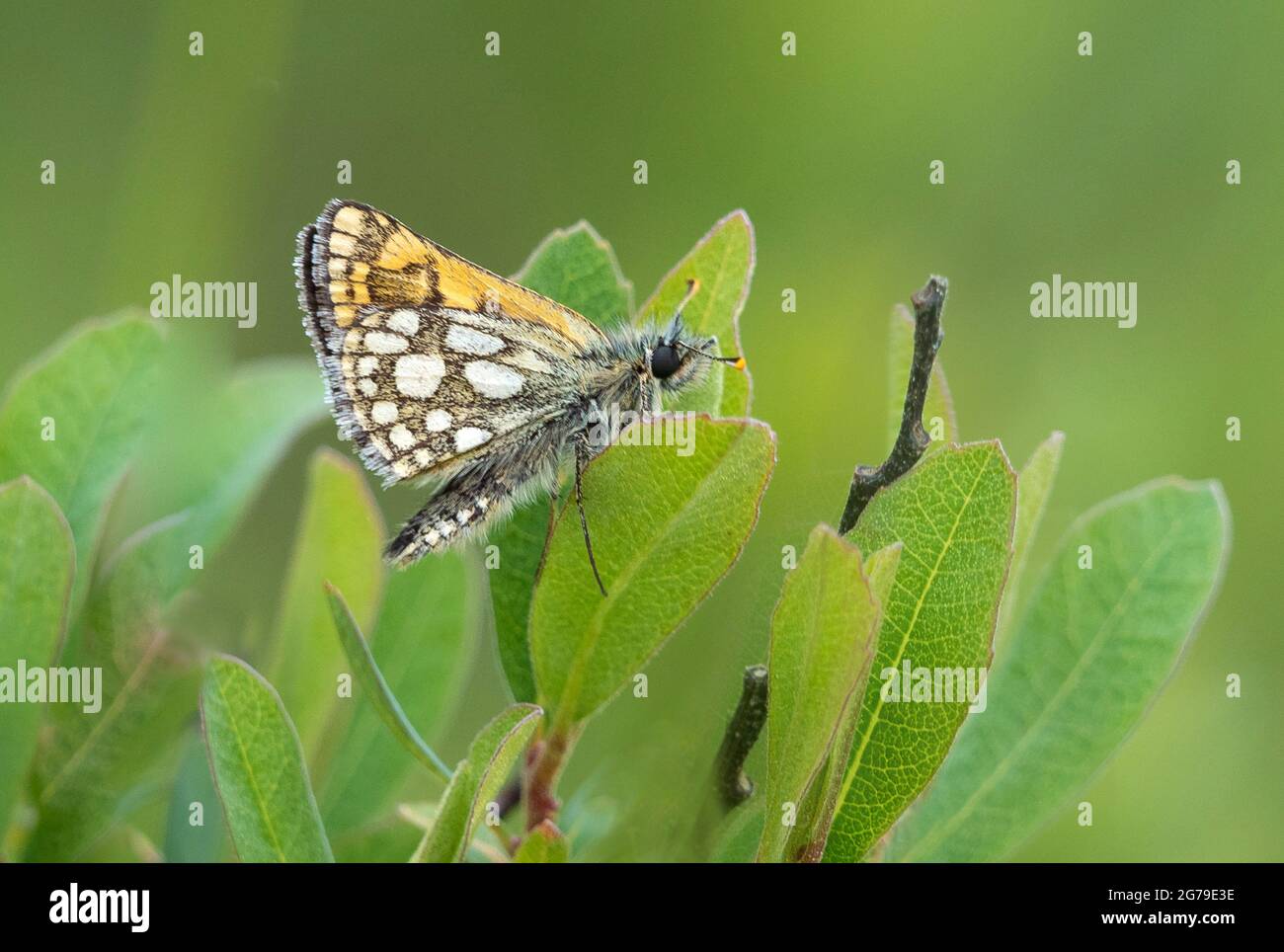 Karierter Skipper-Schmetterling Carterocephalus palaemon wartet auf die Sonne im Allt Mhuic Naturschutzgebiet am Loch Arkaig in der Nähe von Fort William Scotland Stockfoto
