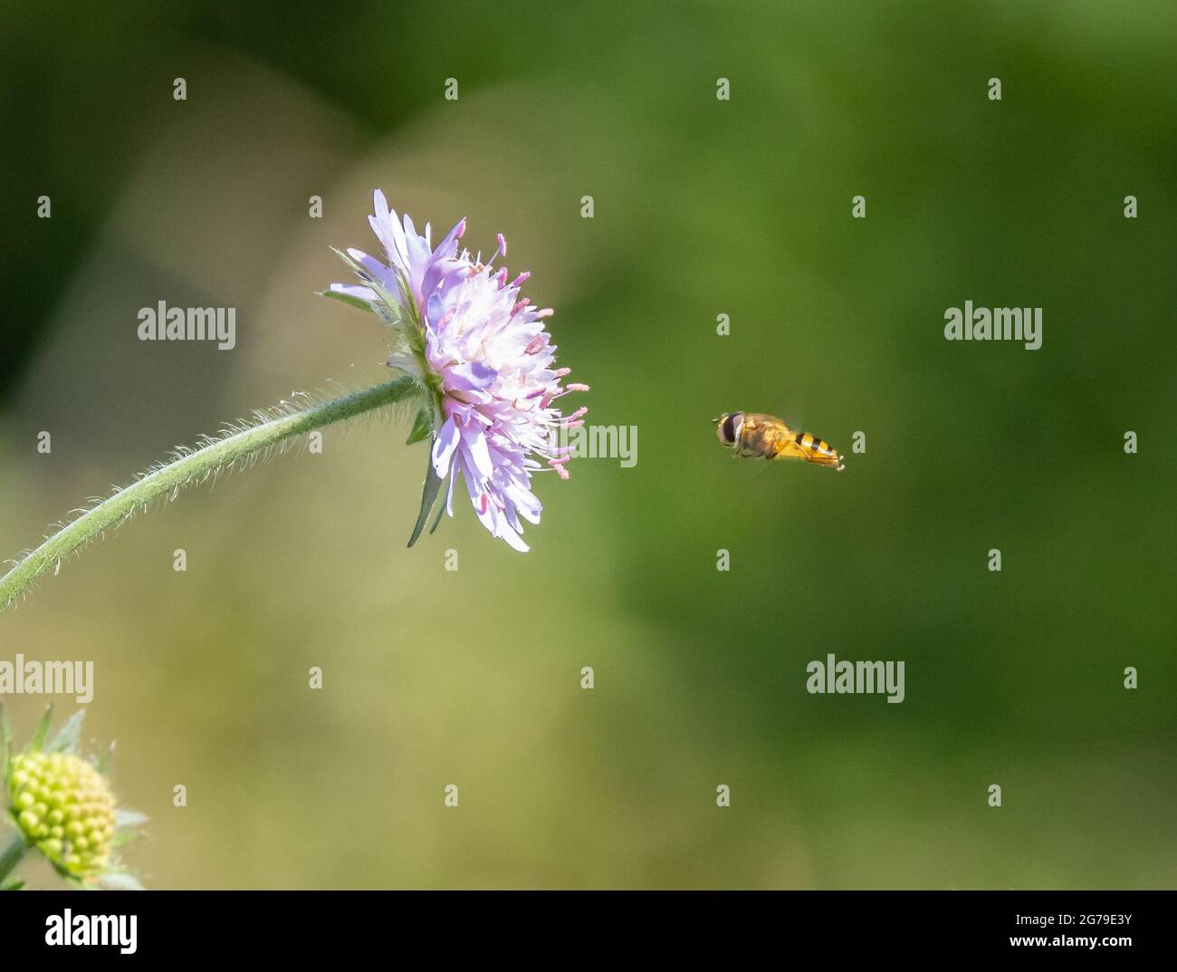Eine Hoverfly nähert sich einem Feld Scabious Blume Knautia arvensis - Dorset UK Stockfoto