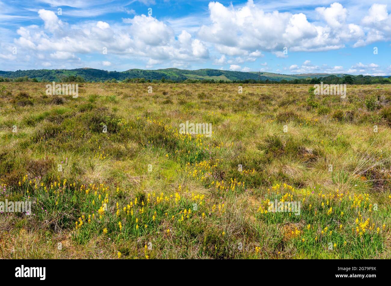 Meathop Moss in Cumbria UK ein aufgehobener Tieflandmoor, der eine Vielzahl von Libellen und Schmetterlingen wie die seltene große Heide anzieht Stockfoto