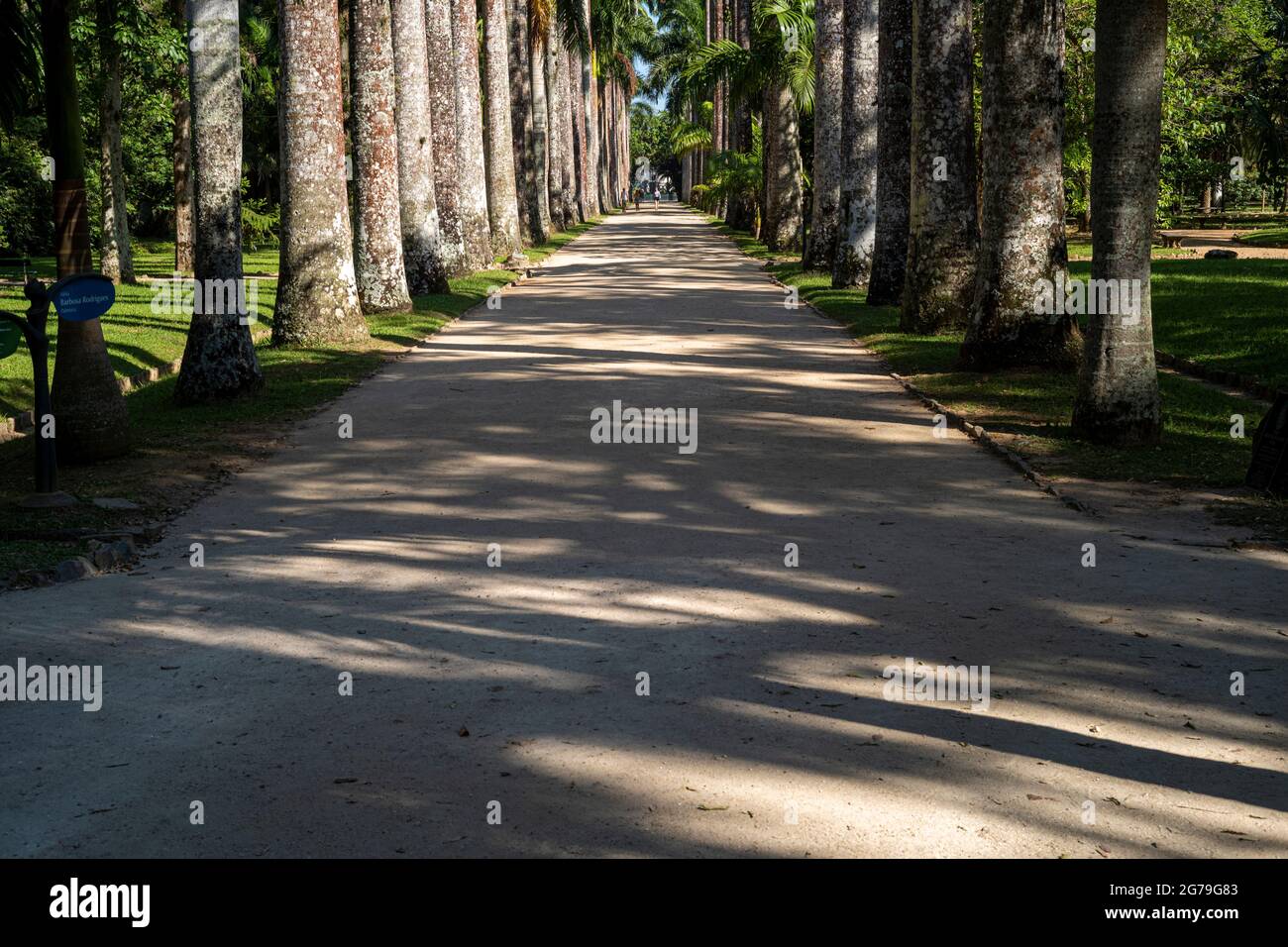 Der Botanische Garten von Rio de Janeiro oder Jardim Botânico befindet sich im Stadtteil Jardim Botânico in der südlichen Zone von Rio de Janeiro. Der Botanische Garten zeigt die Vielfalt der brasilianischen und ausländischen Flora. Stockfoto