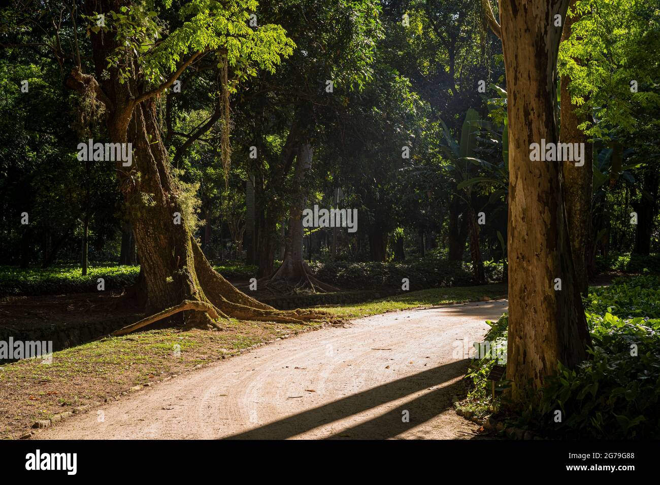 Der Botanische Garten von Rio de Janeiro oder Jardim Botânico befindet sich im Stadtteil Jardim Botânico in der südlichen Zone von Rio de Janeiro. Der Botanische Garten zeigt die Vielfalt der brasilianischen und ausländischen Flora. Stockfoto
