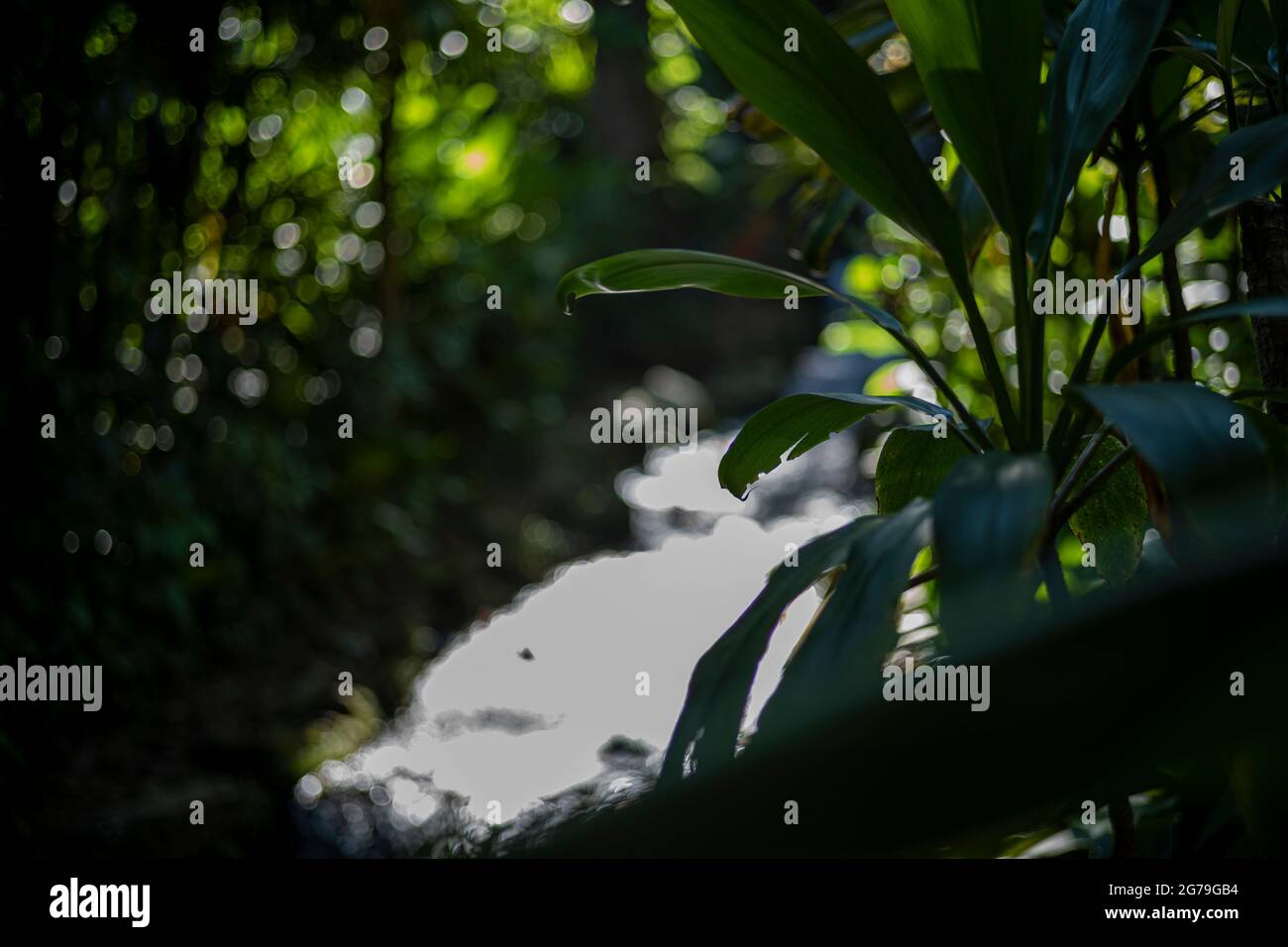 Der Botanische Garten von Rio de Janeiro oder Jardim Botânico befindet sich im Stadtteil Jardim Botânico in der südlichen Zone von Rio de Janeiro. Der Botanische Garten zeigt die Vielfalt der brasilianischen und ausländischen Flora. Stockfoto