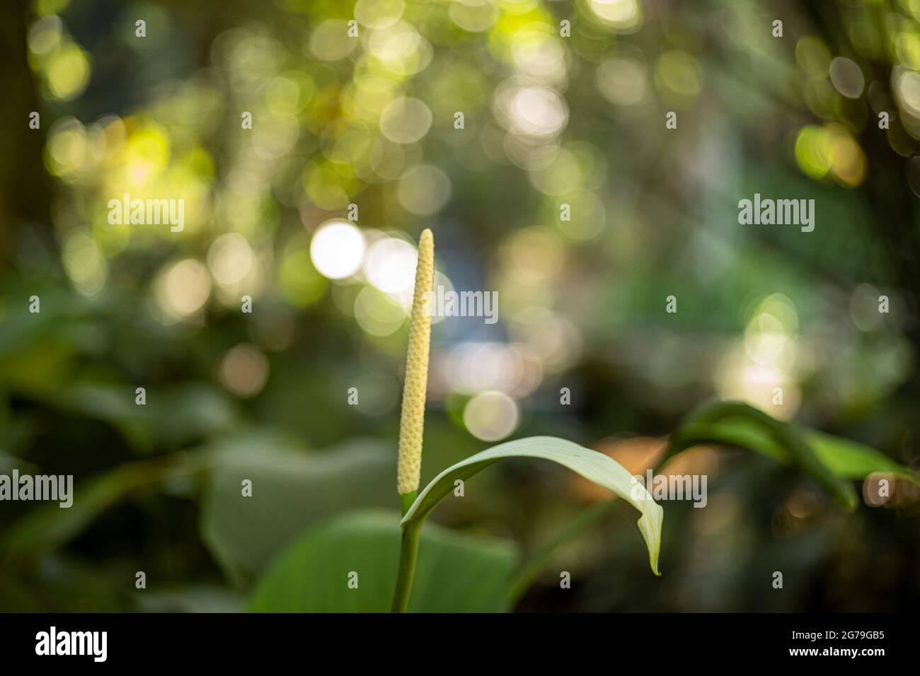 Der Botanische Garten von Rio de Janeiro oder Jardim Botânico befindet sich im Stadtteil Jardim Botânico in der südlichen Zone von Rio de Janeiro. Der Botanische Garten zeigt die Vielfalt der brasilianischen und ausländischen Flora. Stockfoto