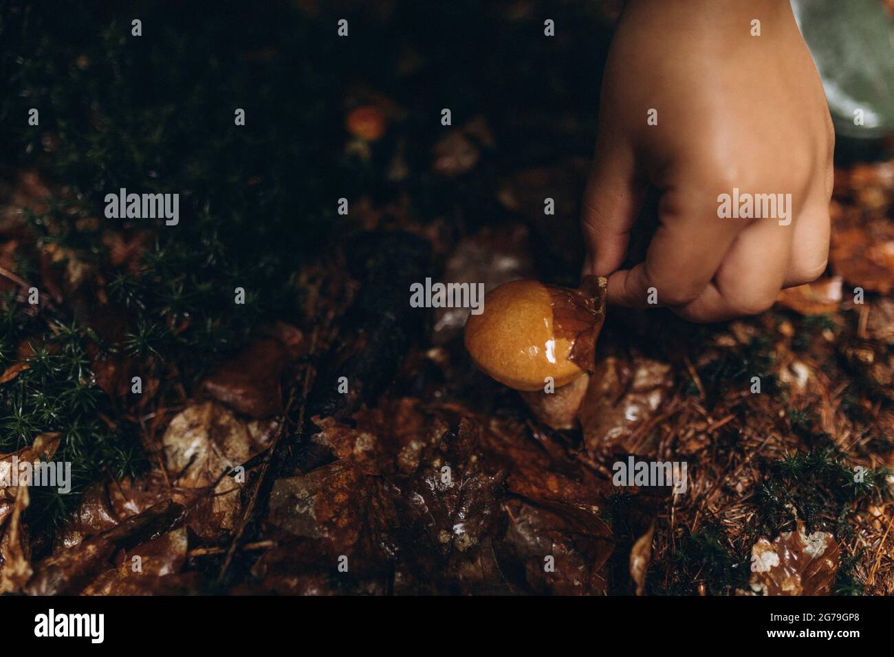 Ein Kind findet im Wald Butterpilze. Stockfoto