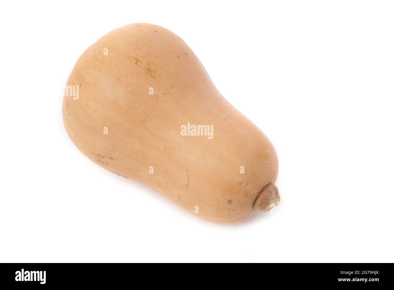 Ein Butternut Squash vor weißem Hintergrund Stockfoto