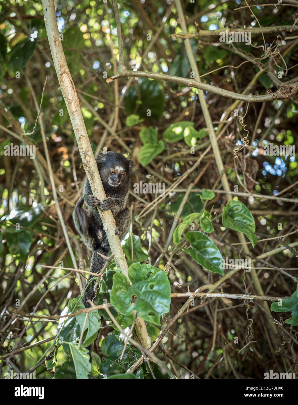 Ein Sagui-Affe in freier Wildbahn in Rio de Janeiro, Brasilien. Das schwarzgetuftete Murmeltier (Callithrix penicillata) lebt vor allem in den neo-tropischen Galerie-Wäldern des brasilianischen Zentralplateaus. Stockfoto