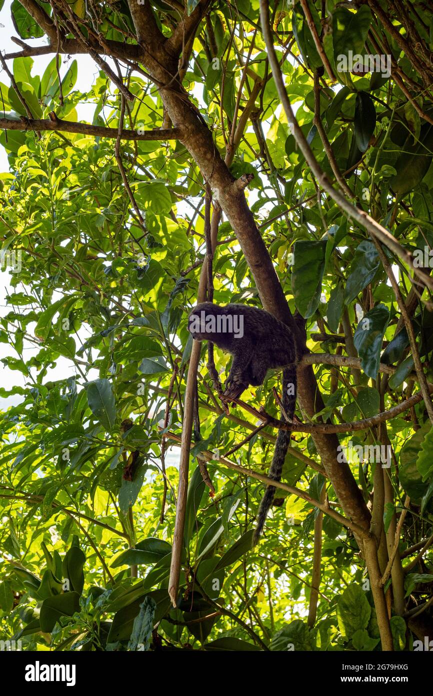 Ein Sagui-Affe in freier Wildbahn in Rio de Janeiro, Brasilien. Das schwarzgetuftete Murmeltier (Callithrix penicillata) lebt vor allem in den neo-tropischen Galerie-Wäldern des brasilianischen Zentralplateaus. Stockfoto