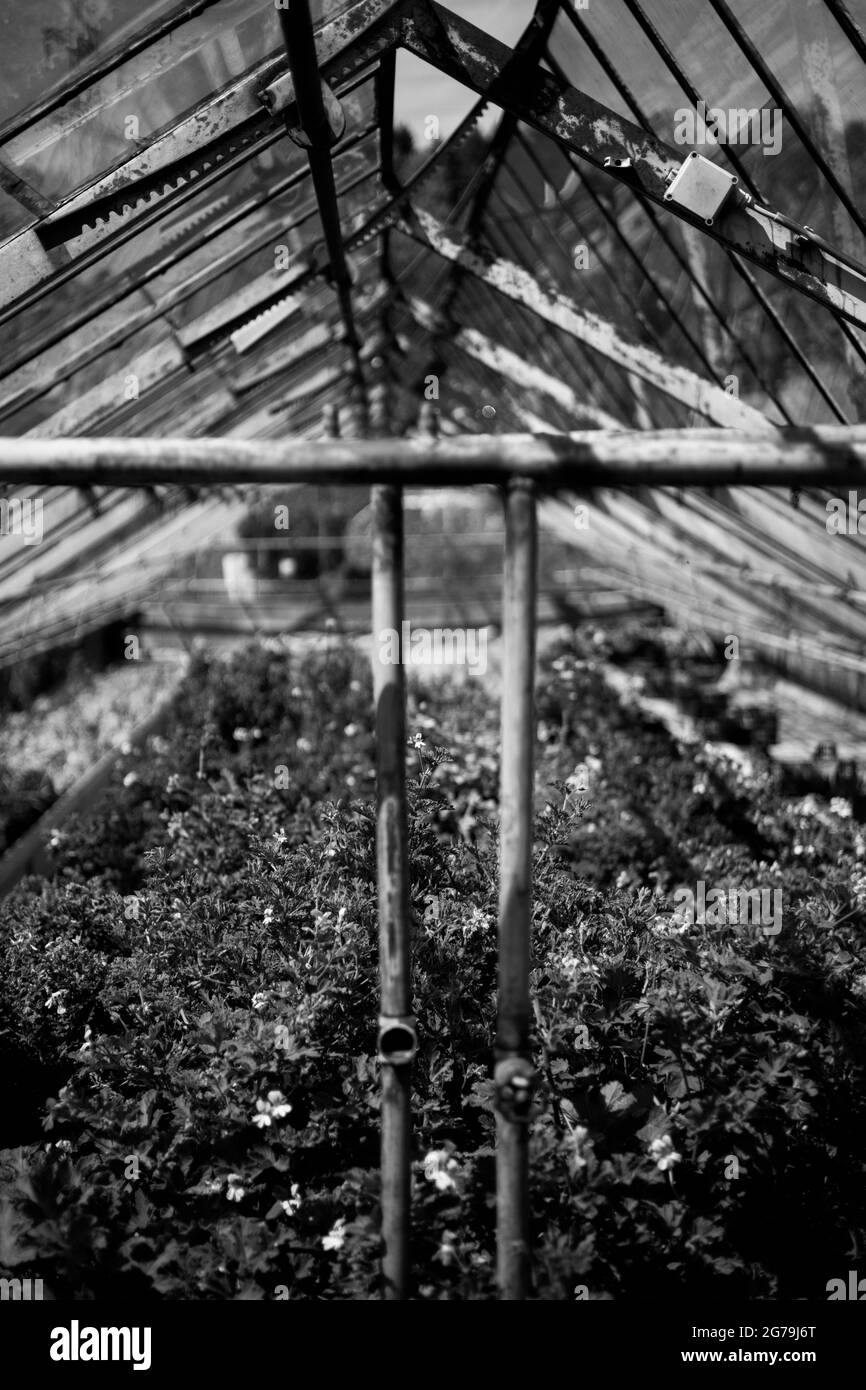 Einblicke aus einer lokalen Pflanzenzärtnerei Stockfoto