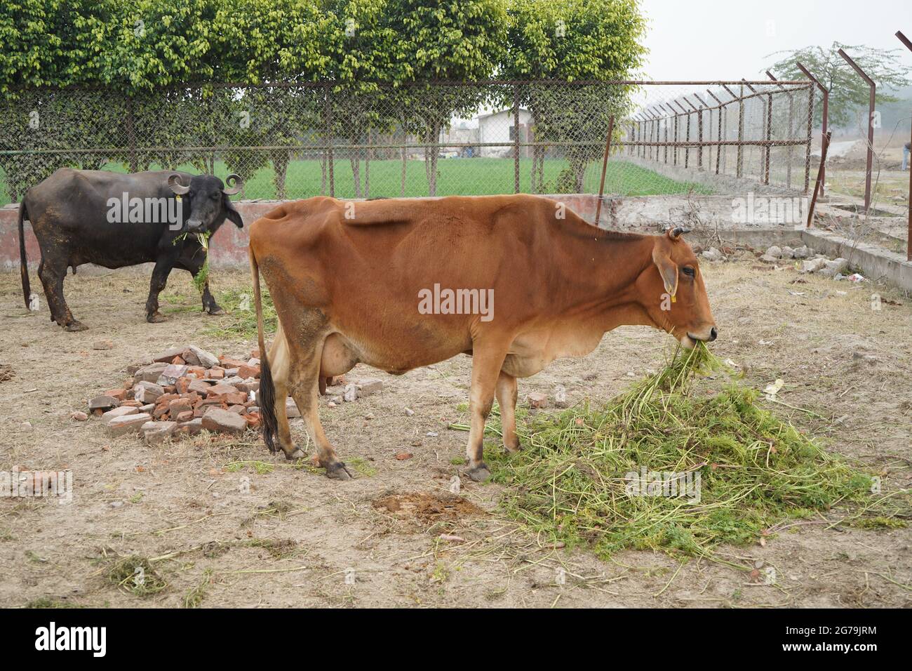 Gir oder Gyr ist eine der wichtigsten Zebu-Rassen mit Ursprung in Indien, 4K-Video. Gir Cow ist die beste Rasse der indischen Rasse Kuh. Stockfoto