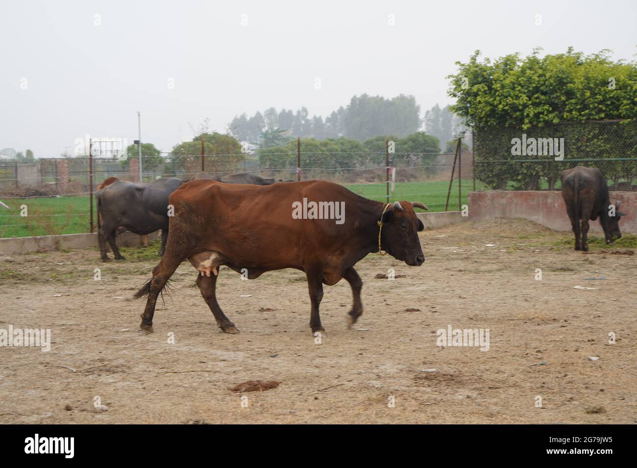 Gir oder Gyr ist eine der wichtigsten Zebu-Rassen mit Ursprung in Indien, 4K-Video. Gir Cow ist die beste Rasse der indischen Rasse Kuh. Stockfoto