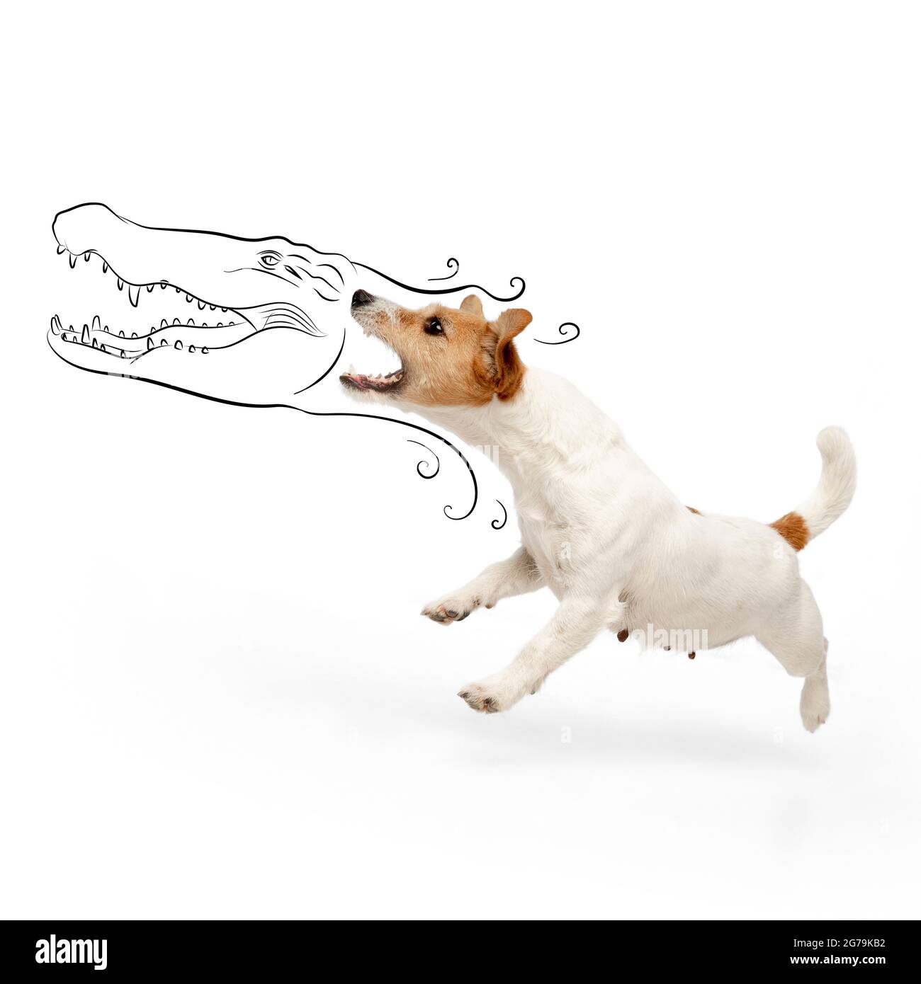 Zeitgenössische Kunstwerke. Ein kleiner, wütender Hund, Jack Russel Terrier, der auf weißem Studiohintergrund beißt und springt. Stockfoto