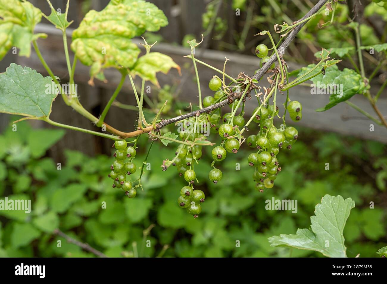 Krankheiten und Schädlinge von Beerensträuchern . Gall liegt auf Johannisbeeren. Beschädigte Blätter auf einer roten Johannisbeere. Stockfoto