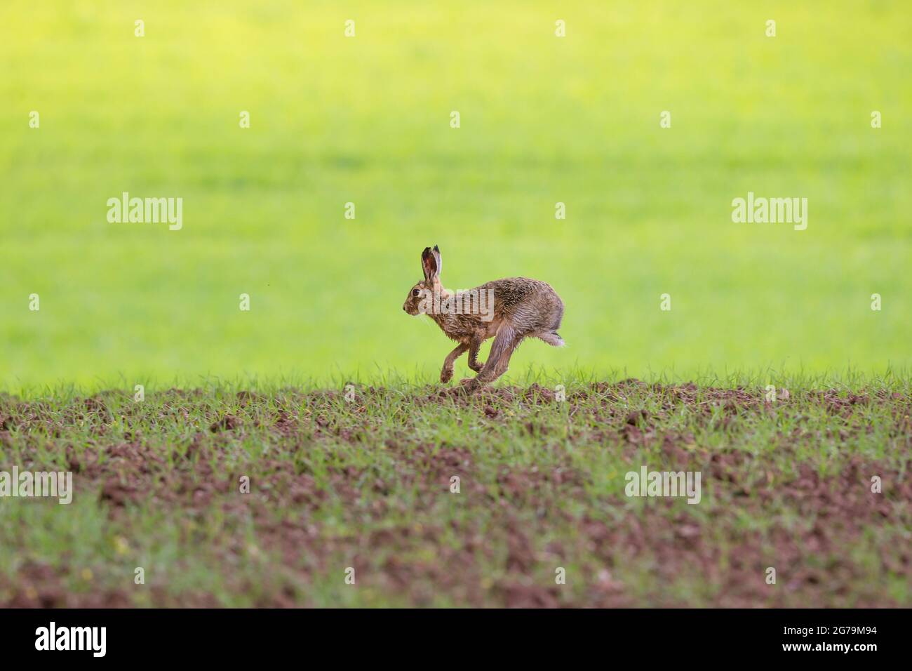 Seitenansicht des wilden Braunhasen-Leveret (Lepus europaeus), isoliert in einem natürlichen Lebensraum auf dem Land in Großbritannien. Stockfoto