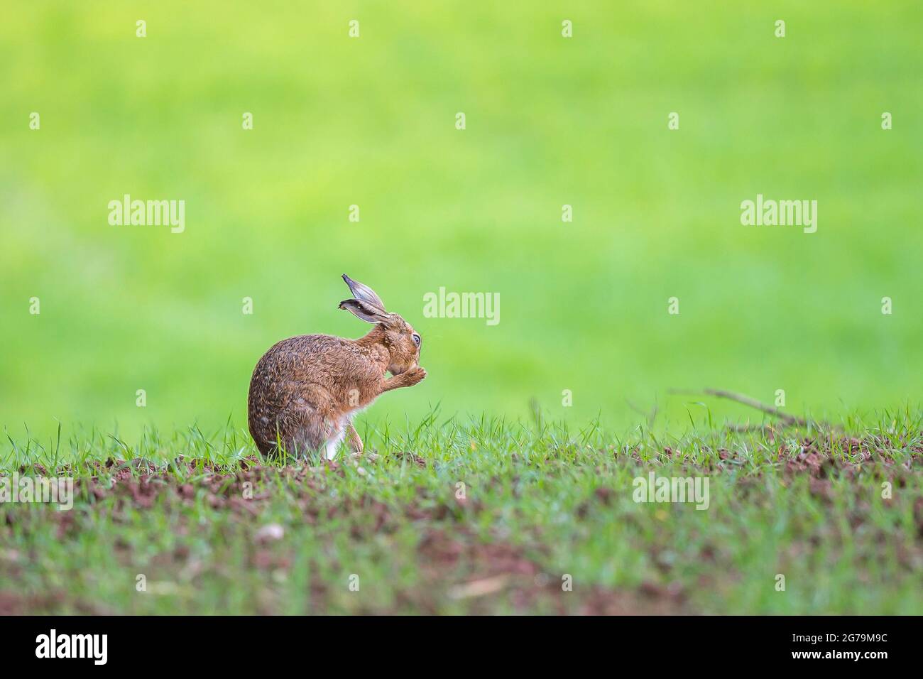 Flache Seitenansicht des wilden Braunhasen (Lepus europaeus), der isoliert auf dem britischen Landschaftsfeld sitzt und sein Fell reinigt. Stockfoto