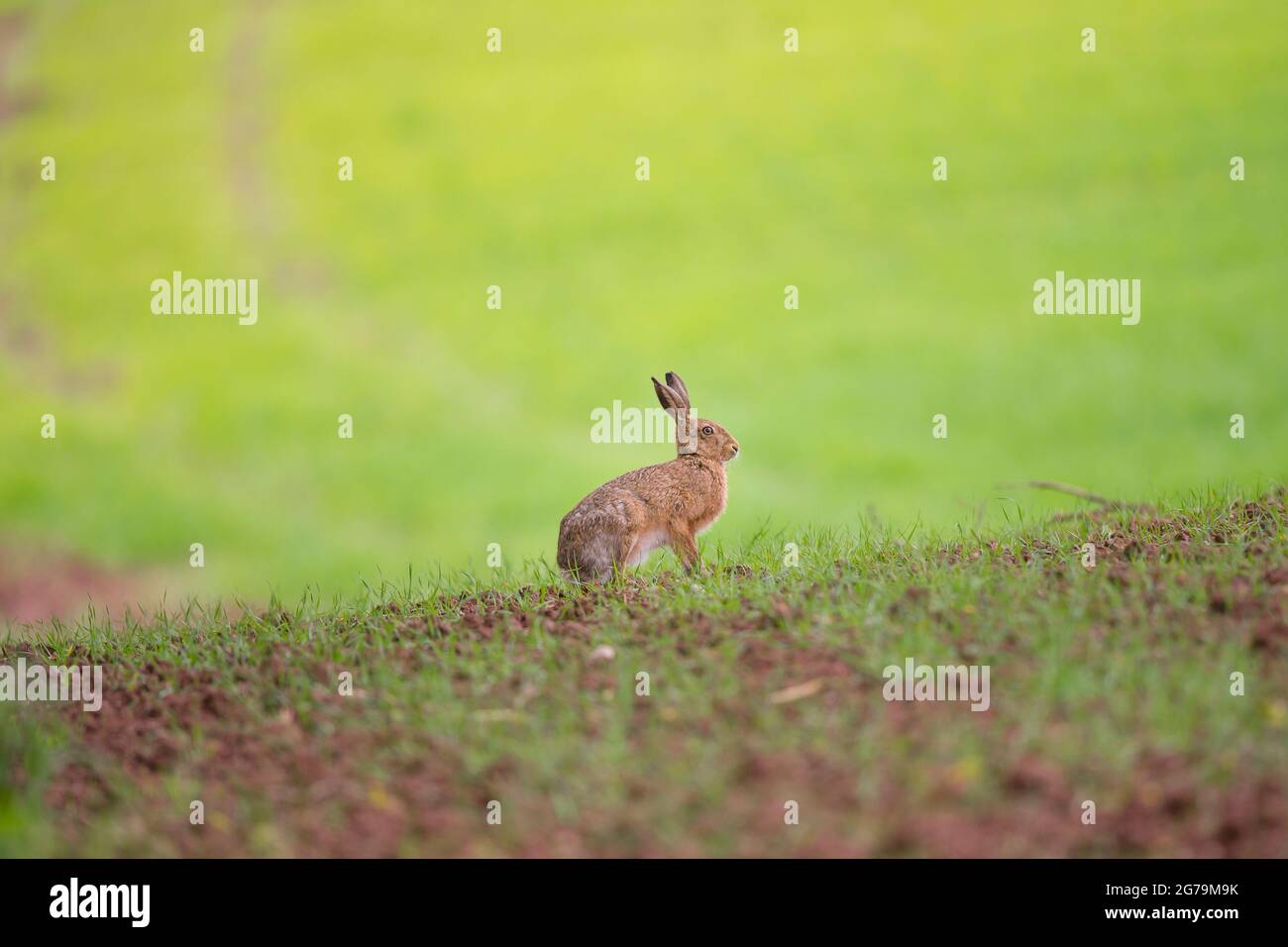 Isolierter Braunhase (Lepus europaeus) auf dem Land in Großbritannien. Stockfoto