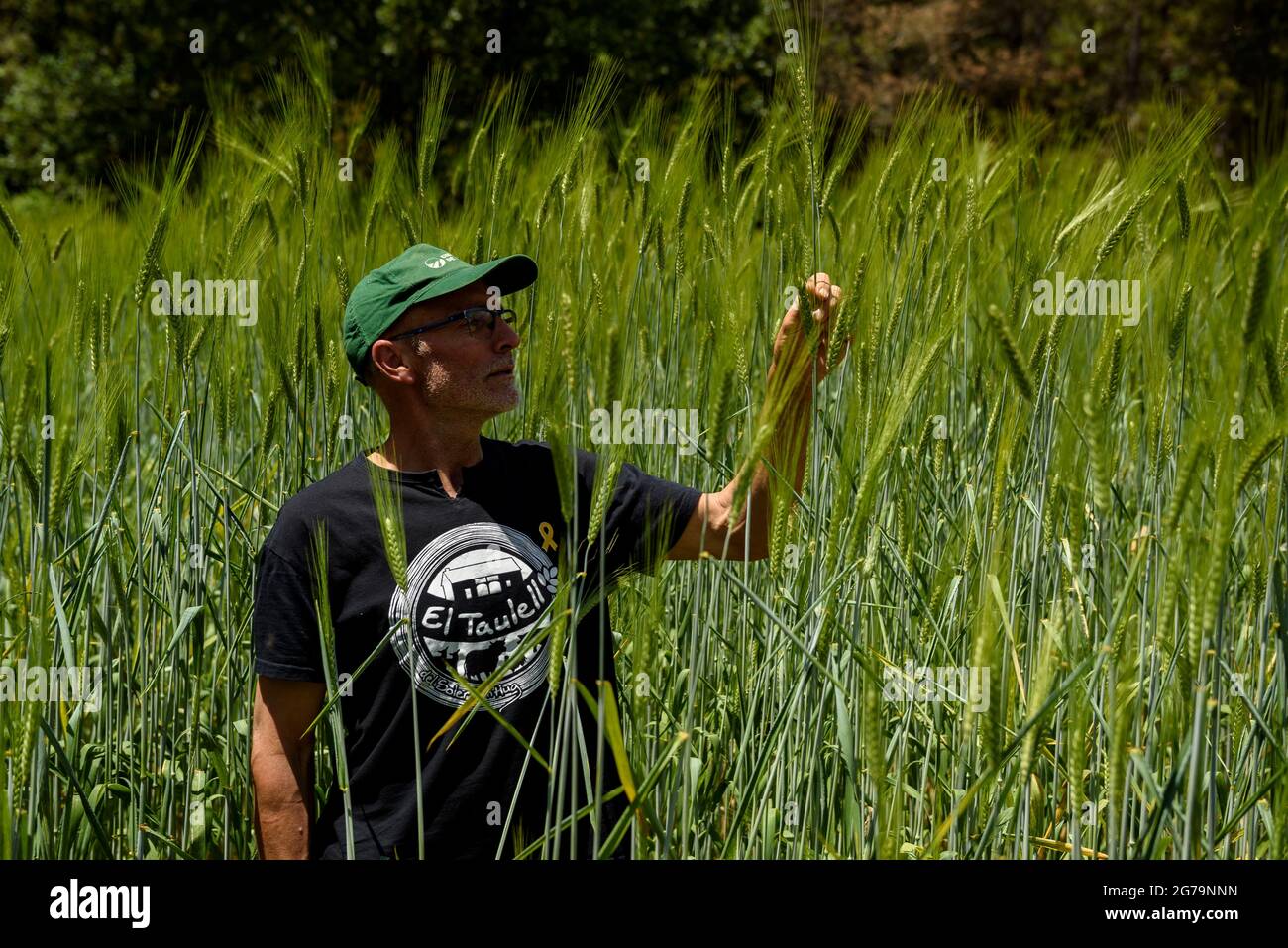 Hartweizenfeld im Bauernhaus Soler de N'Hug im Frühjahr (Lluçanès, Osona, Barcelona, Katalonien, Spanien) ESP: Campo de trigo duro en Cataluña Stockfoto