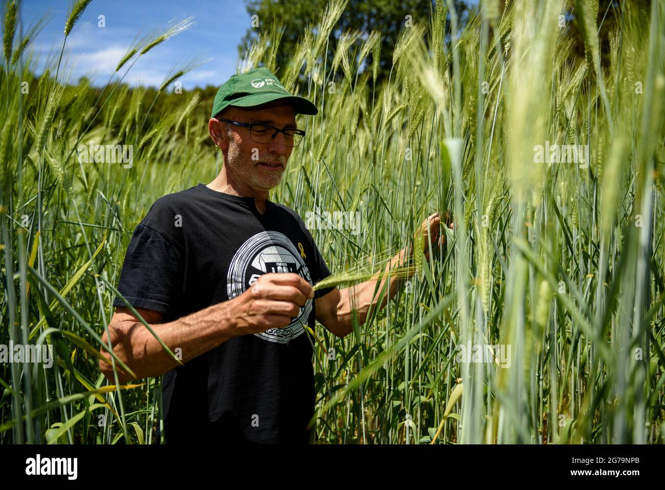 Hartweizenfeld im Bauernhaus Soler de N'Hug im Frühjahr (Lluçanès, Osona, Barcelona, Katalonien, Spanien) ESP: Campo de trigo duro en Cataluña Stockfoto