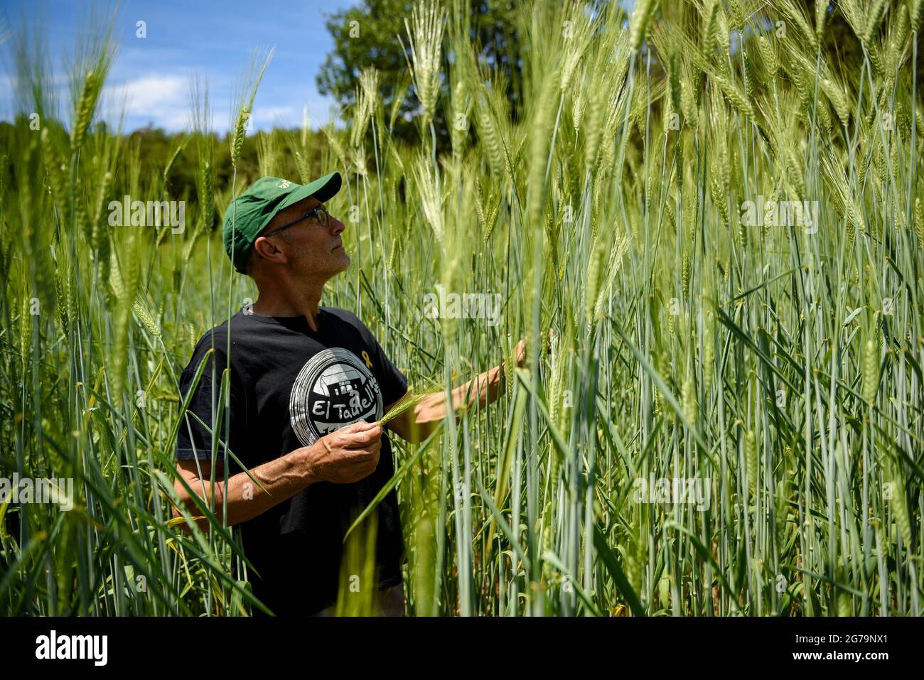 Hartweizenfeld im Bauernhaus Soler de N'Hug im Frühjahr (Lluçanès, Osona, Barcelona, Katalonien, Spanien) ESP: Campo de trigo duro en Cataluña Stockfoto