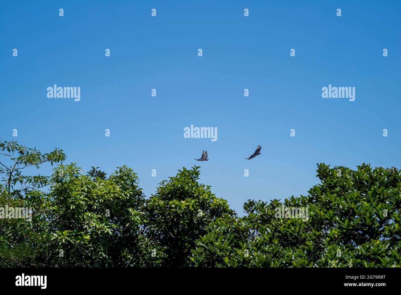 Vögel fliegen über dem Dois Irmaos Two Brothers Mountain in Rio de Janeiro, Brasilien Stockfoto