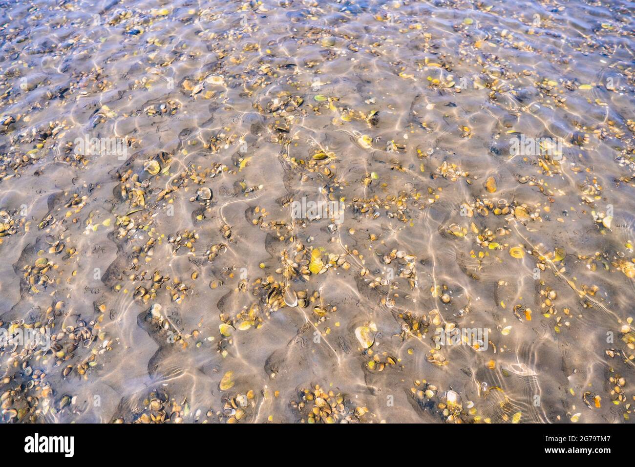 Bei Ebbe im wattenmeer unter Wasser liegende Strandmuscheln mit Sonneneinstrahlung in sahlenburg, cuxhaven Stockfoto