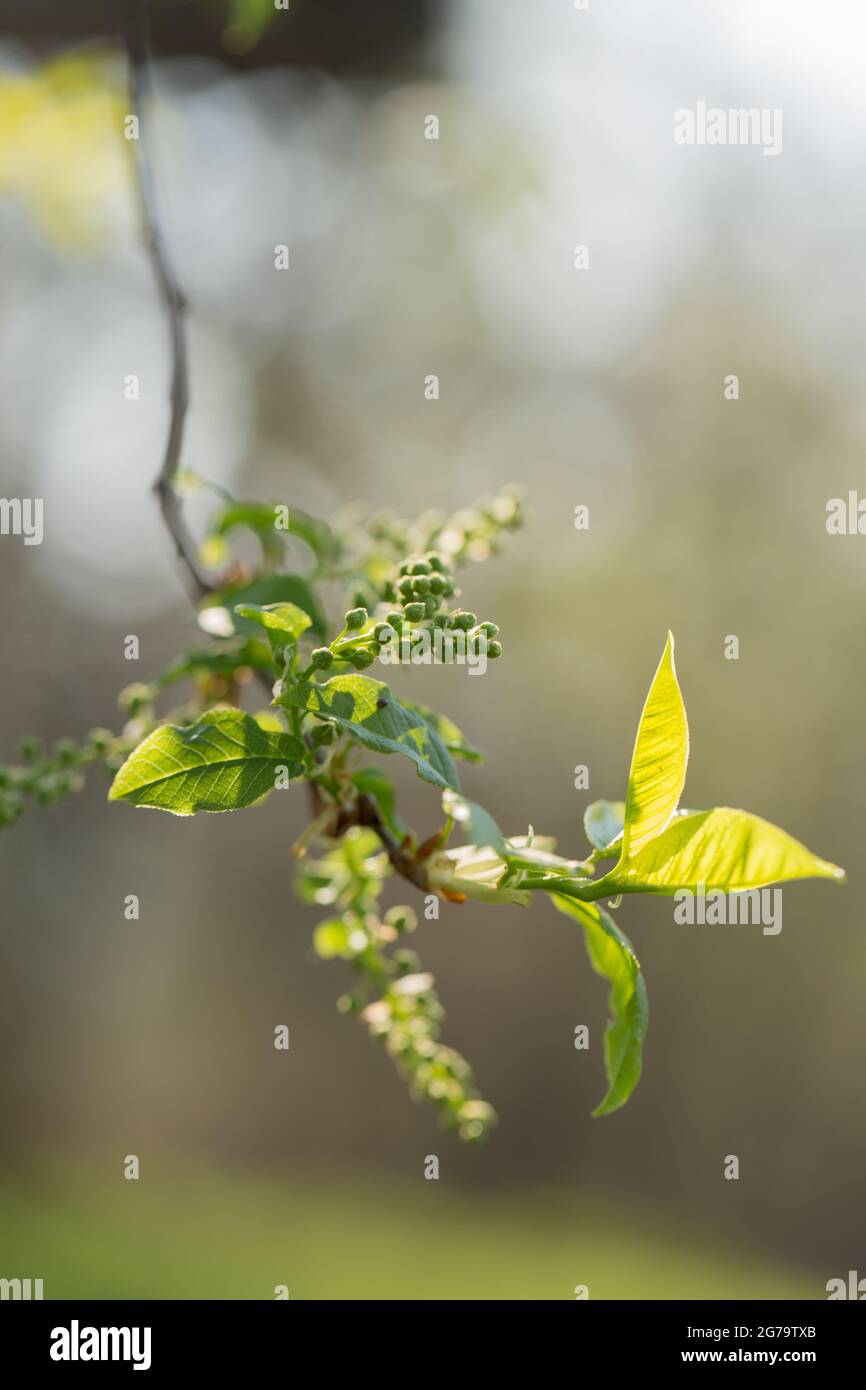 Nahaufnahme der blühenden Vogelkirschblüten, grüne Blätter, Bokeh-Hintergrund Stockfoto