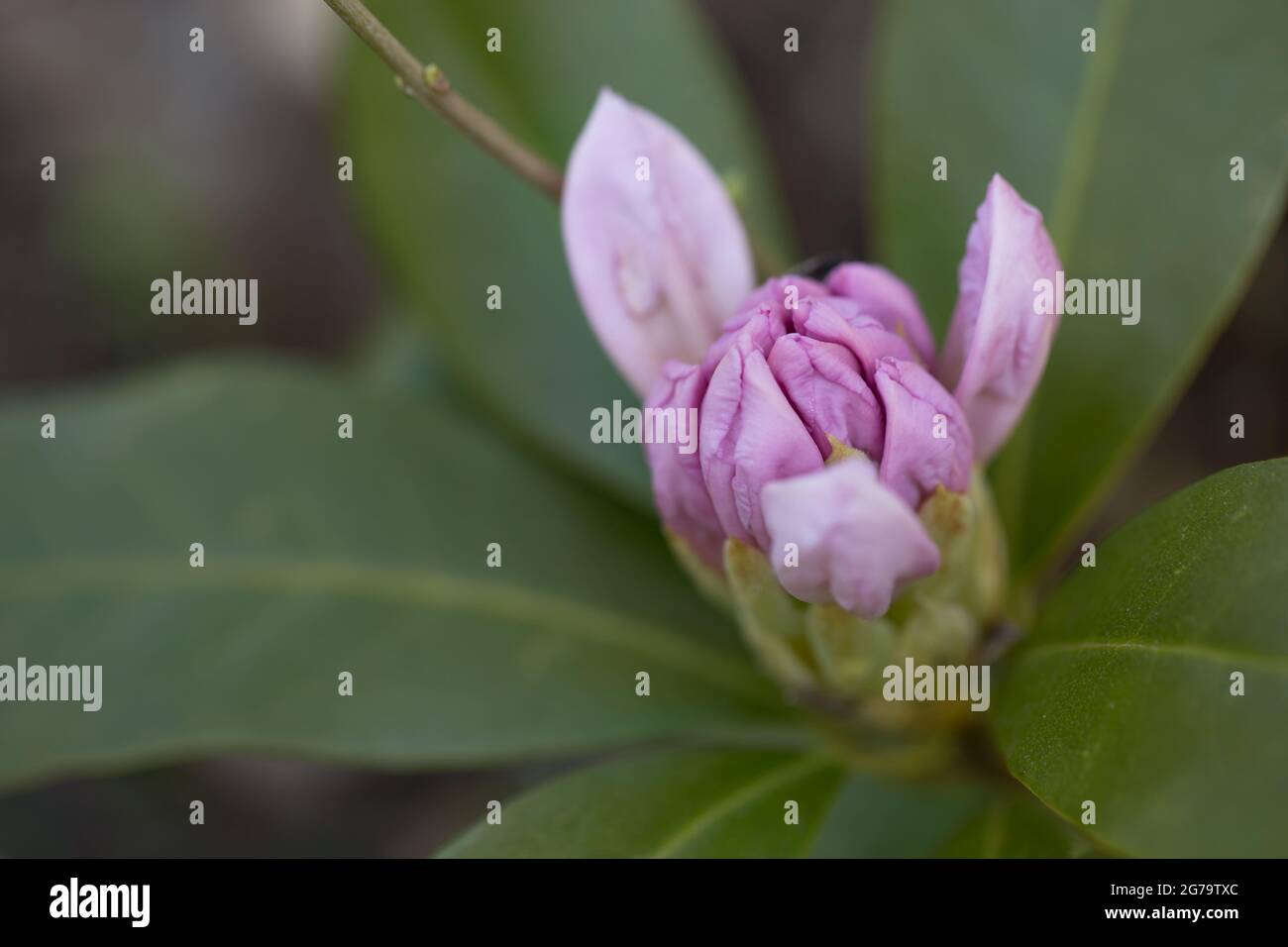 Nahaufnahme der Blütenknospen der Alpenrose und Rhododendron Stockfoto