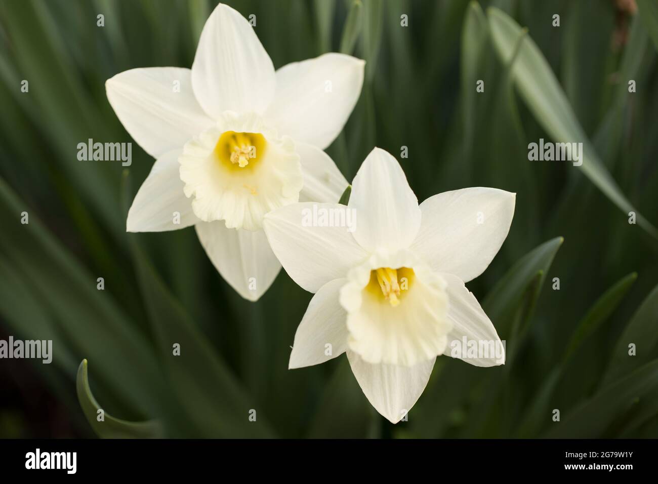 Zwei weiße Narzissen, dunkelgrüner natürlicher Hintergrund, Frühlingsgarten Stockfoto