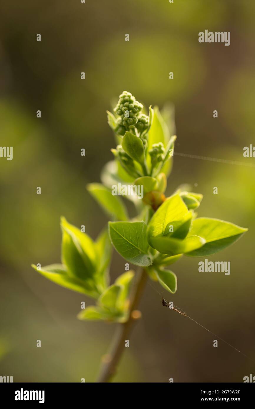Flieder, junge Blätter, Blütenknospen, Outdoor, Bokeh Hintergrund Stockfoto