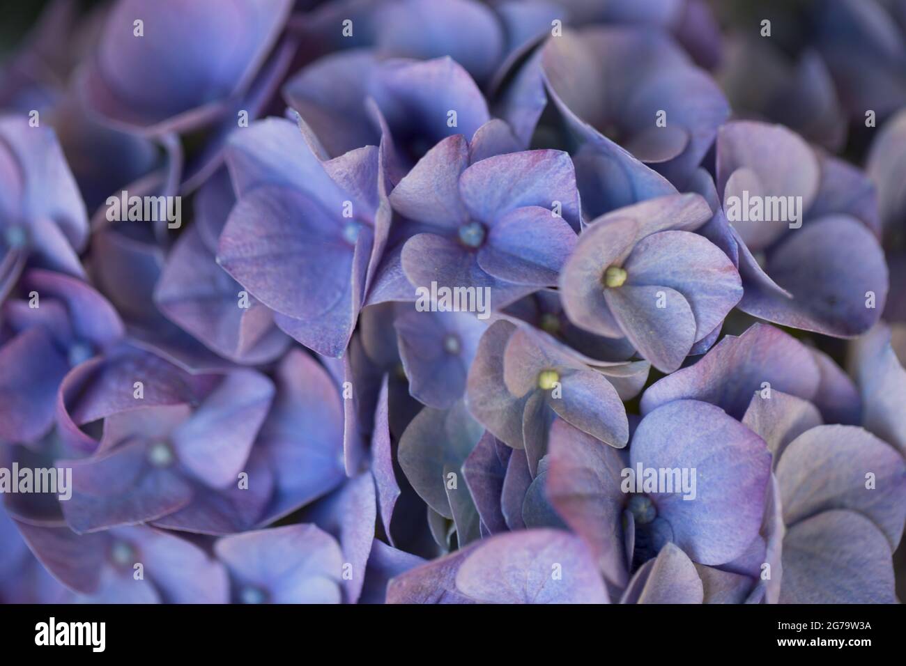 Hortensien blühen in Nahaufnahme, blauen Blütenblättern Stockfoto