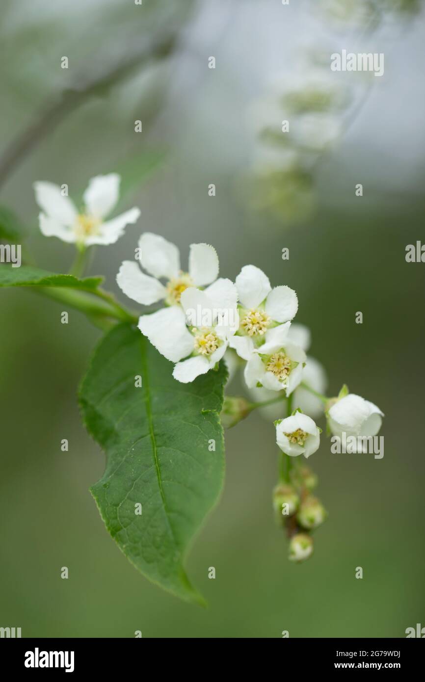 Nahaufnahme von Vogelkirschblüten, grünen Blättern, Bokeh Hintergrund Stockfoto