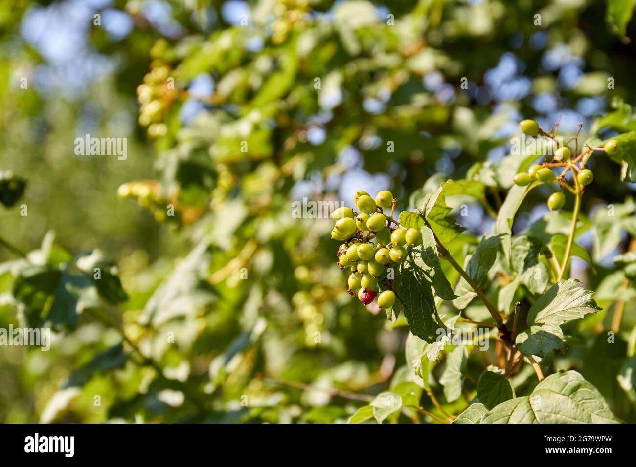 Unreife Hagebutten wachsen im Garten. Stockfoto