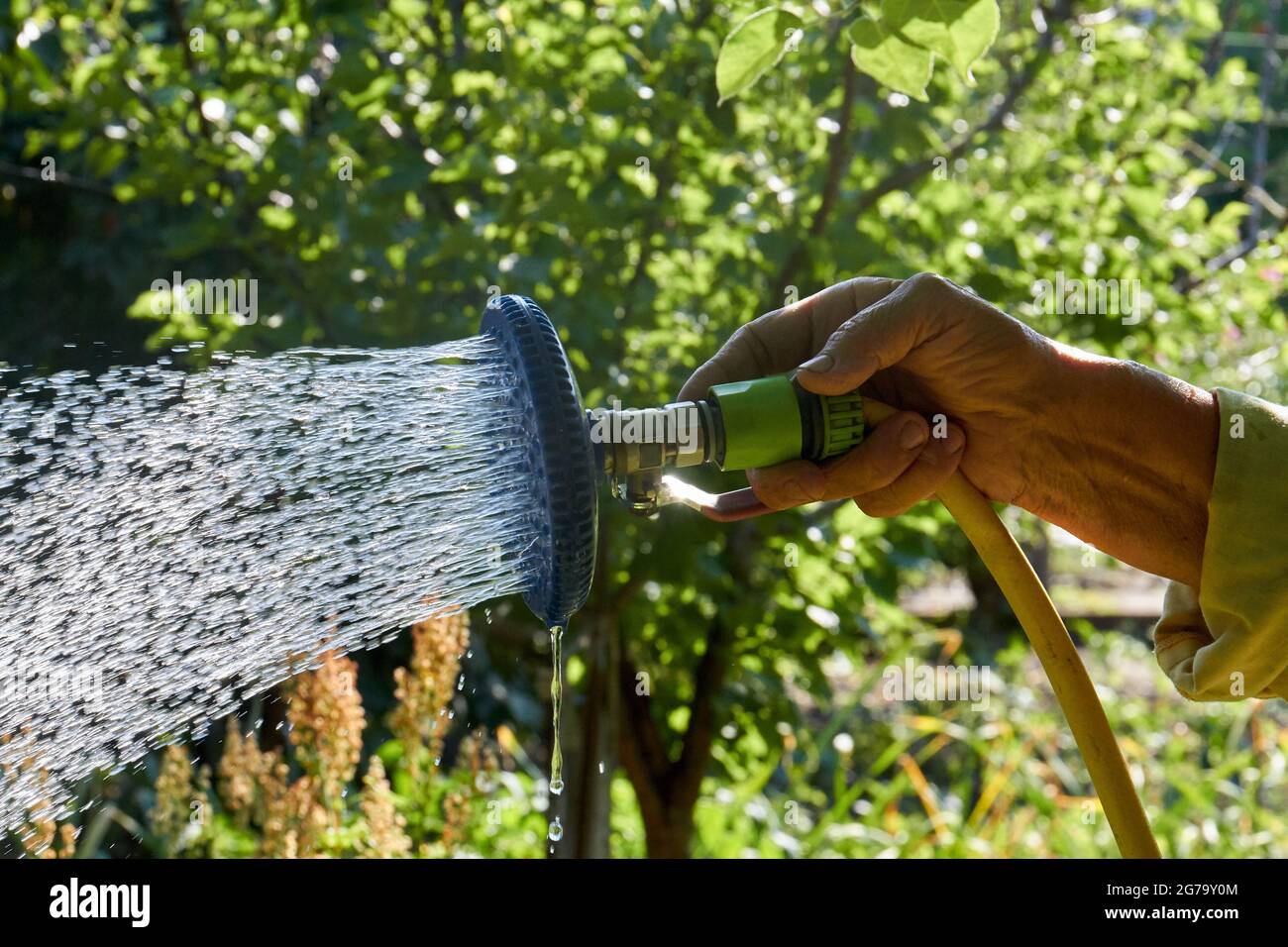 Gießen Sie Gartenpflanzen mit Handregner aus nächster Nähe. Stockfoto
