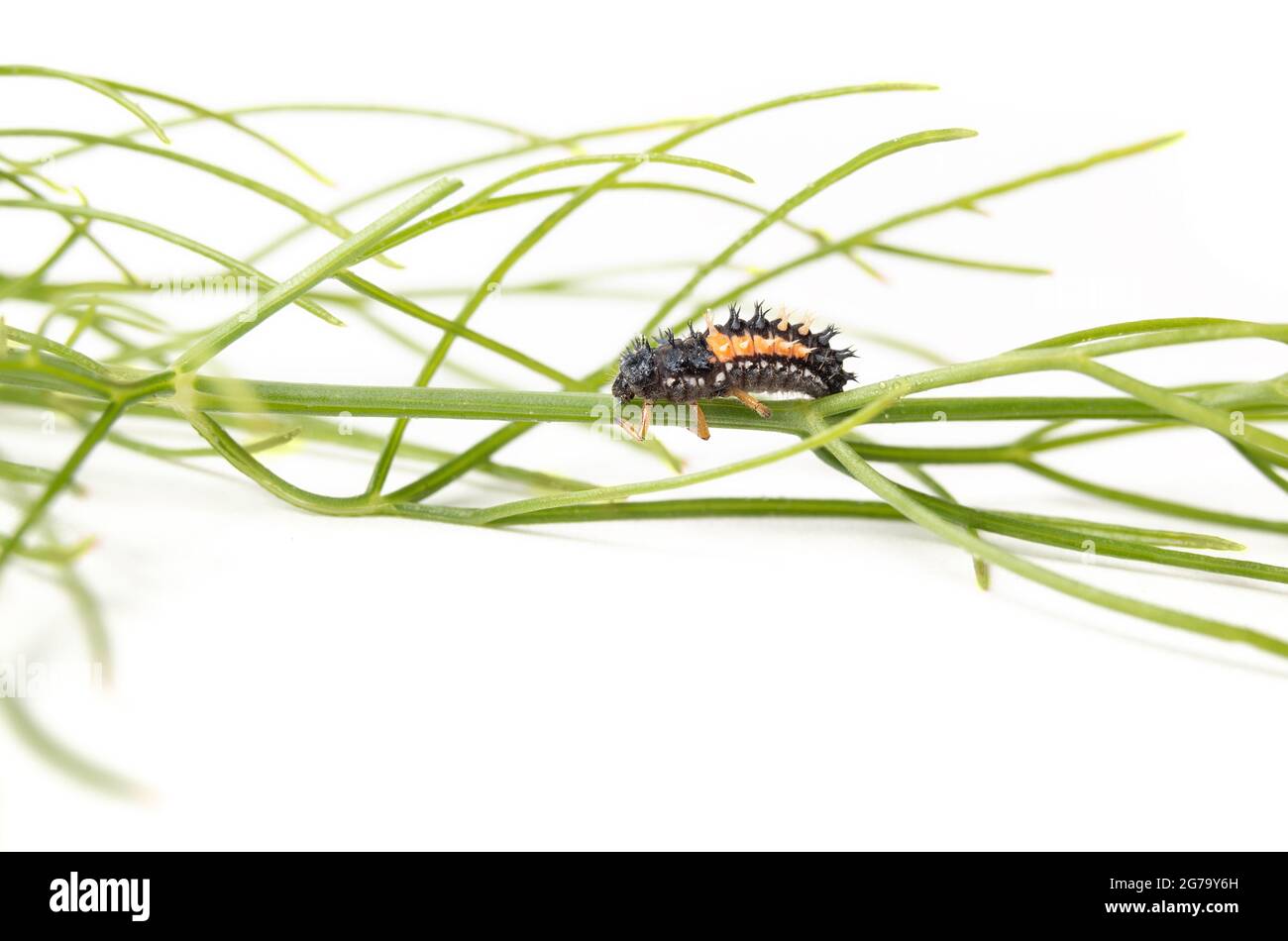 Marienkäfer-Larven krabbeln auf einem Fenchelblatt. Nahaufnahme von schwarzen und orangen Marienkäfer Nymphe vorteilhaft für jeden Garten, wie es verbraucht oder frisst Blattläuse und andere Stockfoto